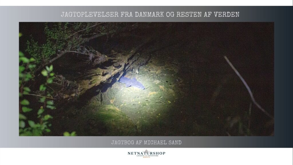 På jagt efter kæmpeål i New Zealand