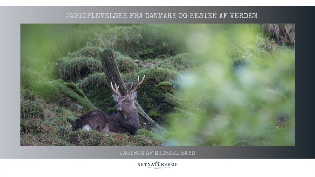 Sælsom skyggejagt efter sika