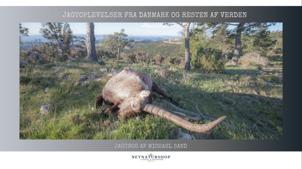 Spansk sommerstenbuk