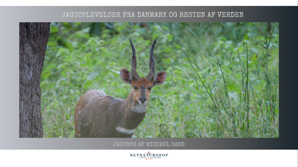 Lyden af bushbuck bushbuck