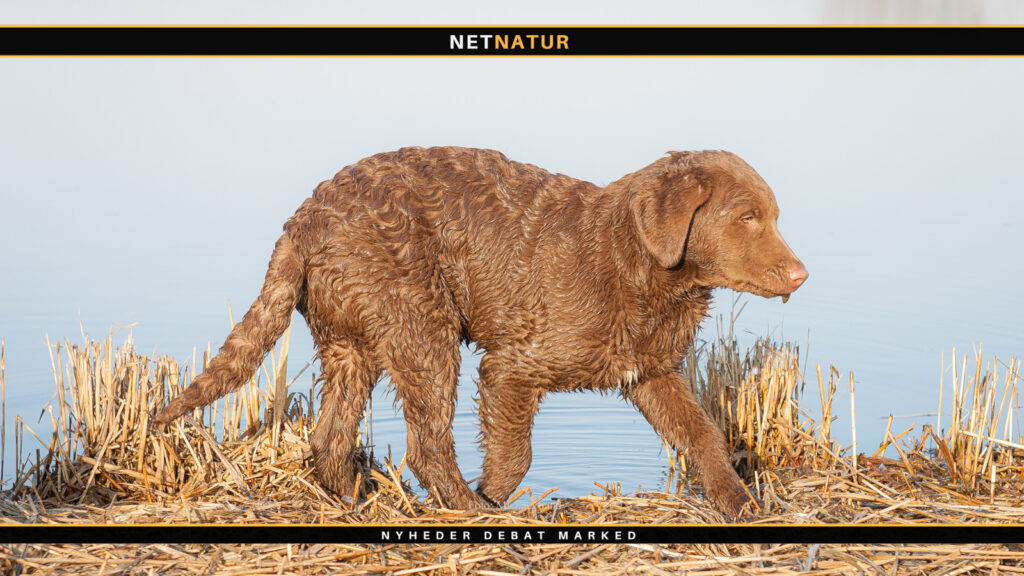 Tilpasning af jagthund