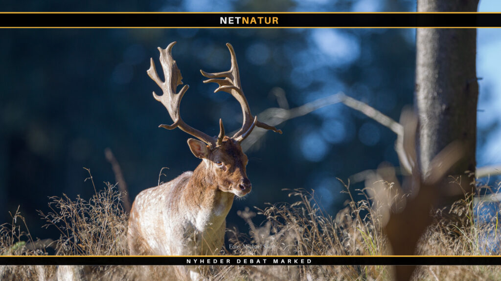 Dåvildtet - hjortearten der forsvandt og kom igen