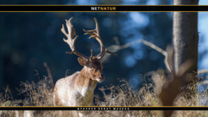 Dåvildtet – hjortearten der forsvandt og kom igen Dåvildtet - hjortearten der forsvandt og kom igen