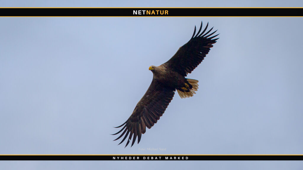 DJ og DOF i samarbejde om stop på rovfugledrab