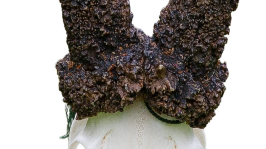 Største svenske guldbuk tæt på rekord