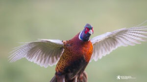 Fasanen – fra burfugl til fri ynglefugl Fasan i danmark