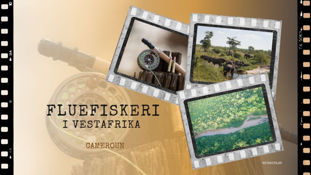 Fluefiskeri i Vestafrika