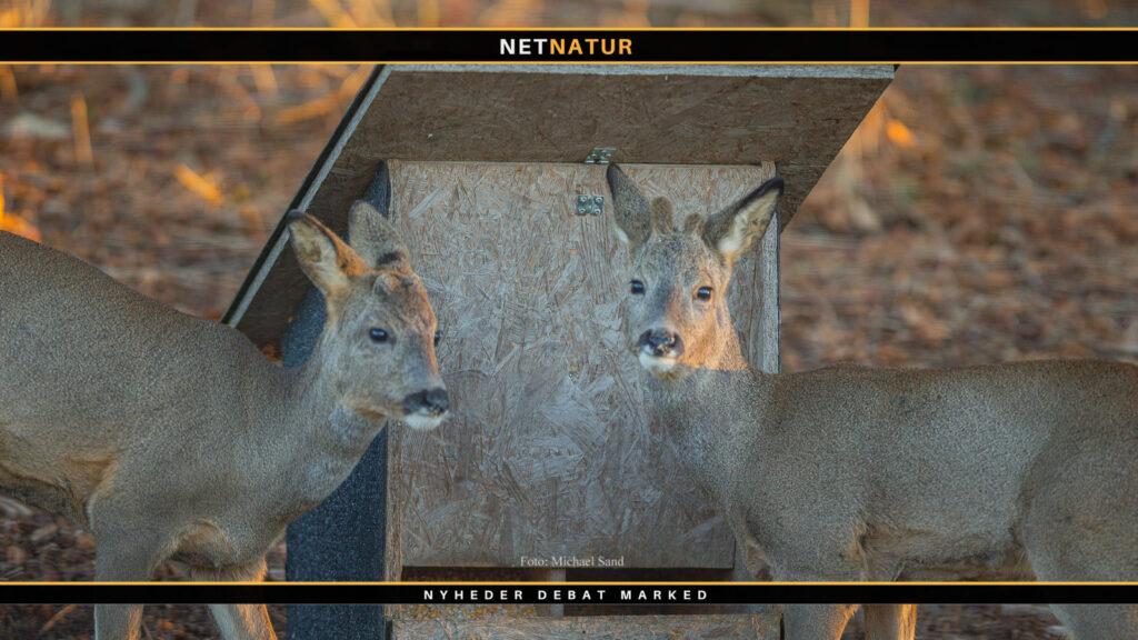 Fjern gammelt foder og gør foderbrættet rent