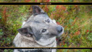 Norsk elghund Norsk elghund er ikke en hund, som normalt ses på en jagt i Danmark, da det er en race, som gerne bevæger sig langt omkring