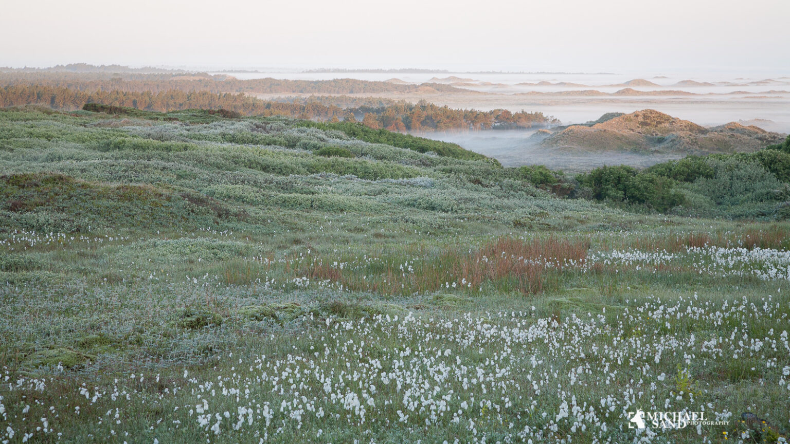 Danmark afsætter 888 millioner kr. til biodiversitet