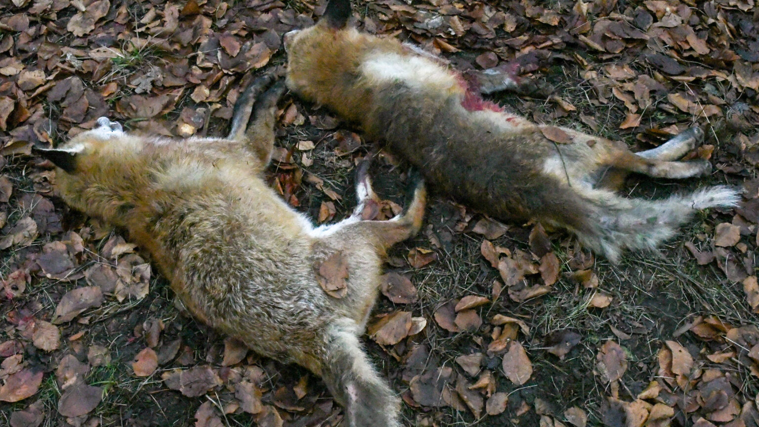 Skabræve skudt på trykjagt
