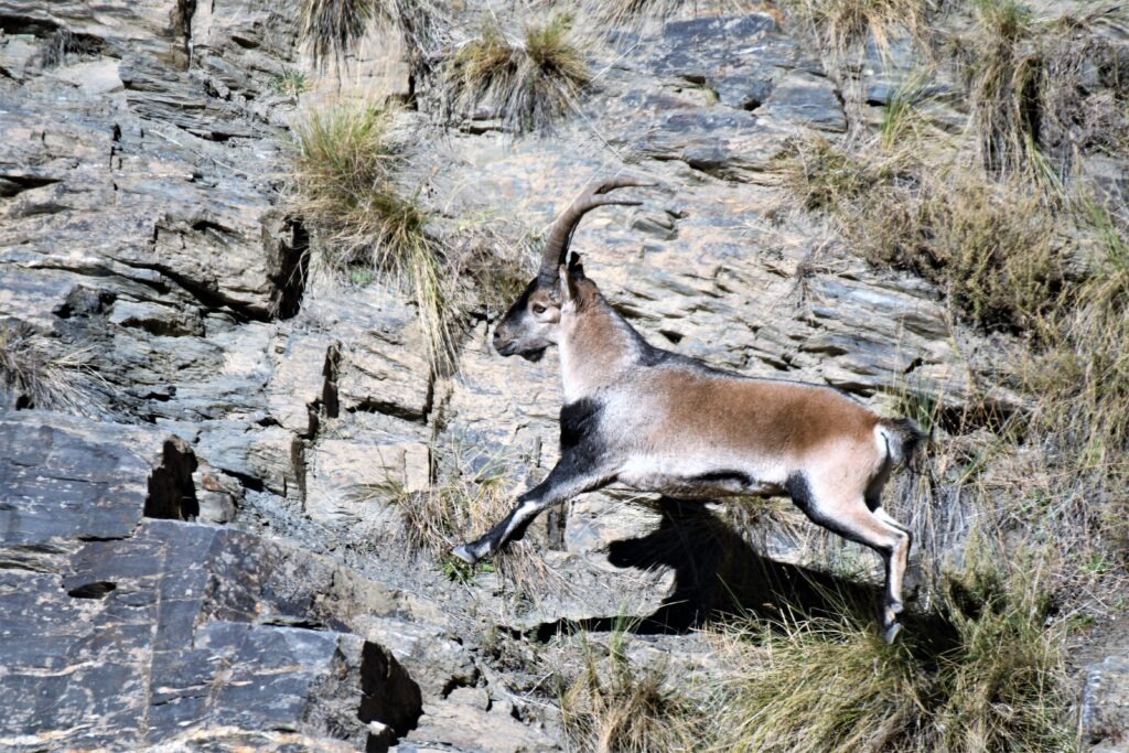 Stenbuk på falderebet