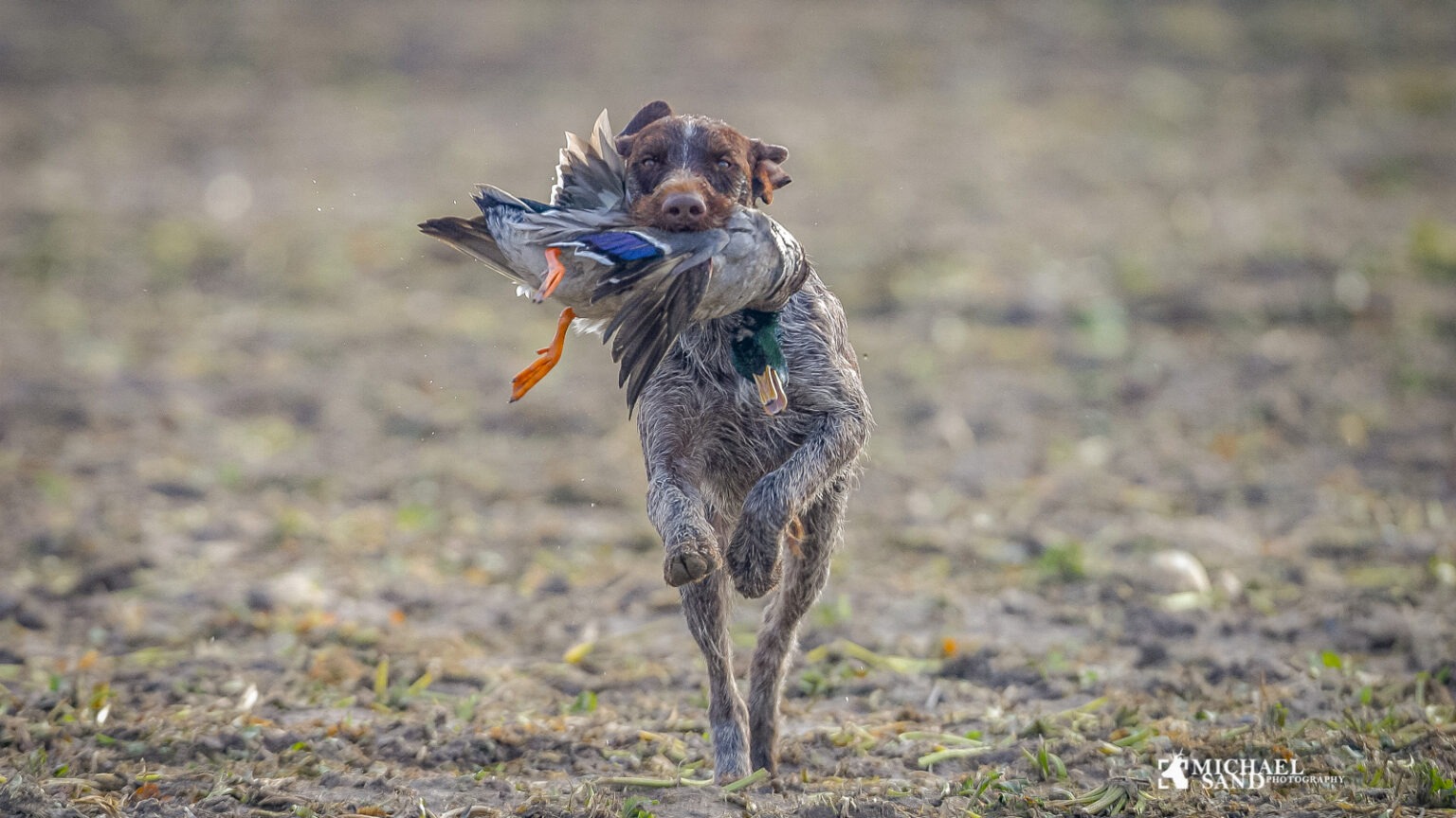 Jagthunde er blandt de mest populære hunde