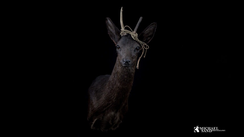 ”Sorte spøgelser” sort råvildt