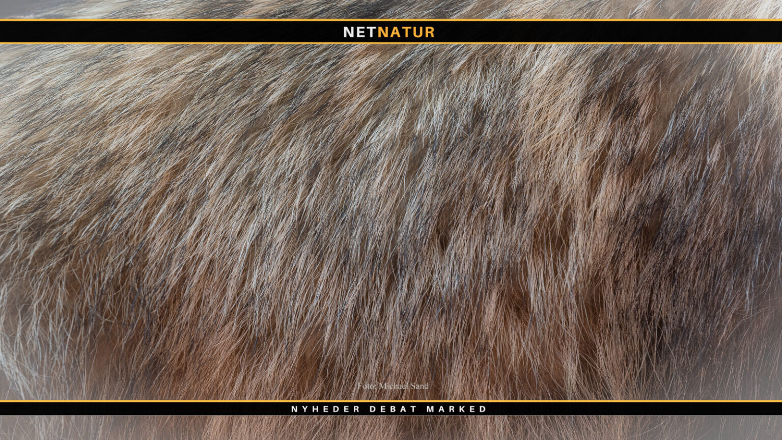 Indberetning af invasive arter stiger