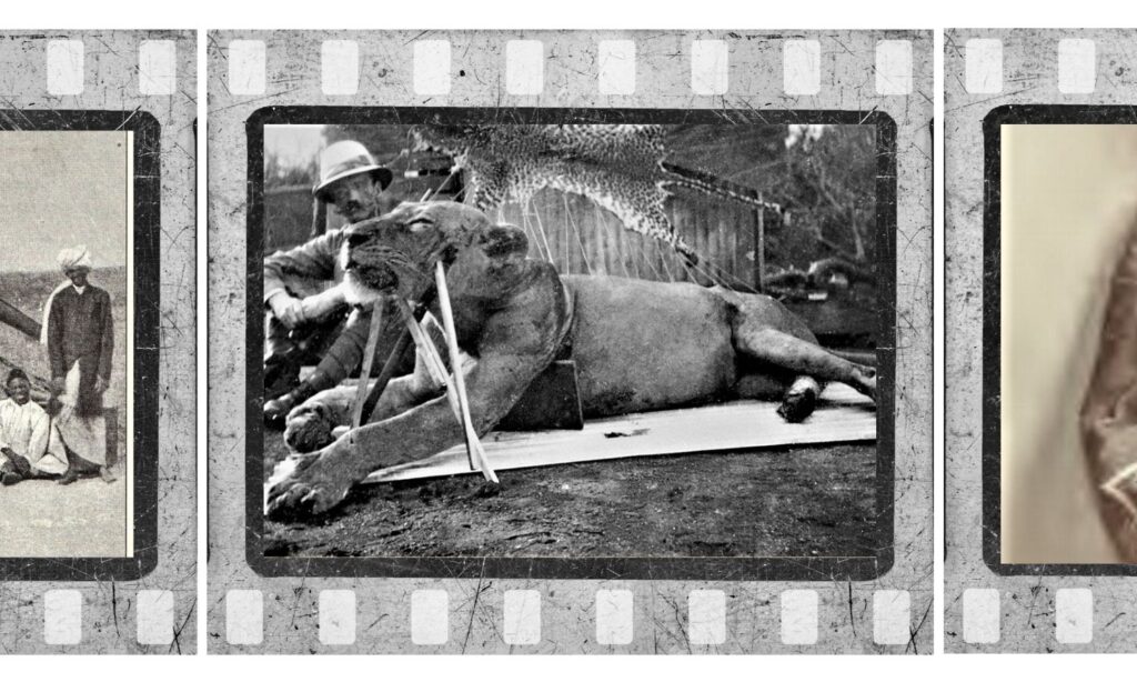 Menneskeædende løver uden manke