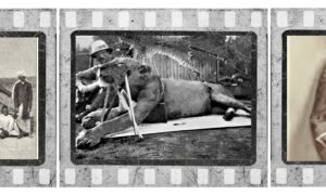 Menneskeædende løver uden manke