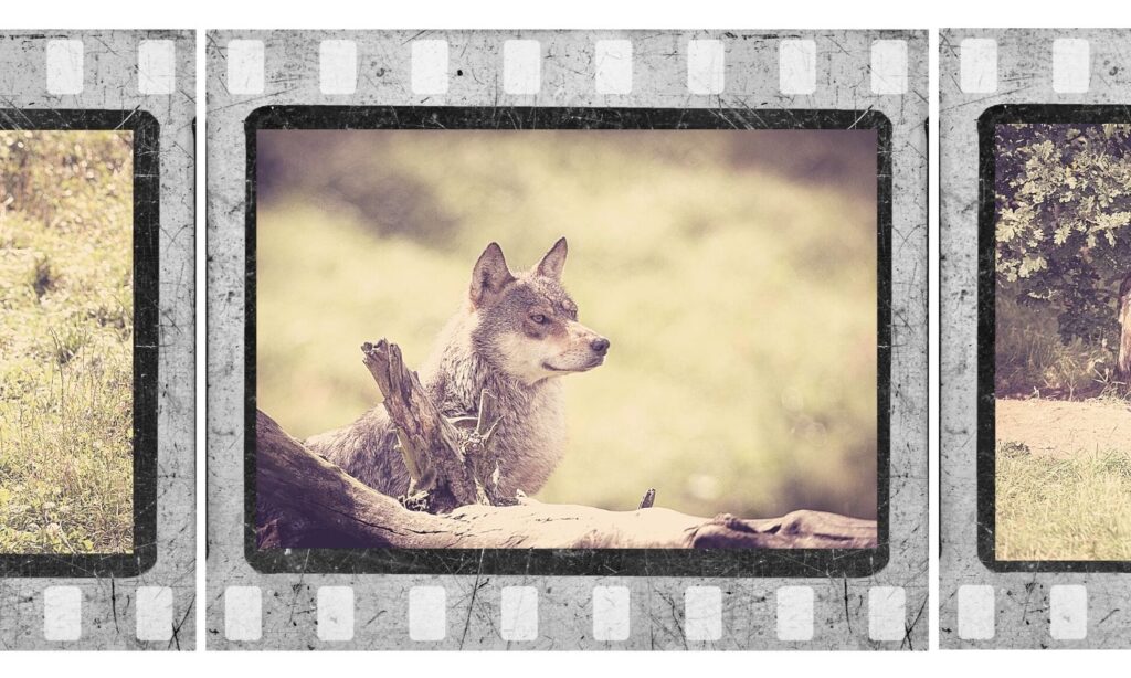 Ulvejagt i gamle dage