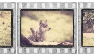 Ulvejagt i gamle dage