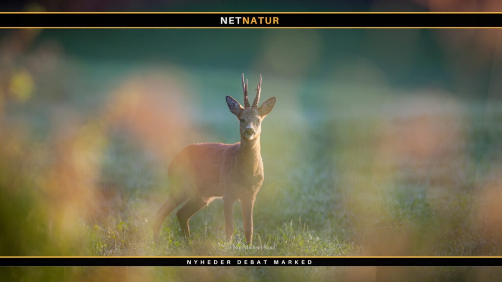 Bukkeleksikon: Bukkefeber