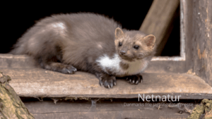 Husmåren – en støjende overbo Husmåren - en støjende overbo