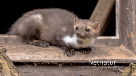 Husmåren - en støjende overbo