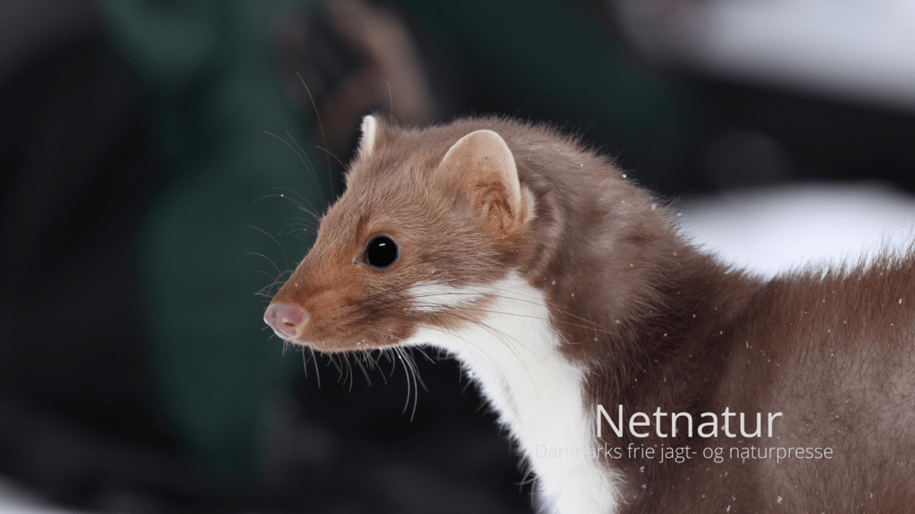 Er der sne, så kan du afsløre husmåren