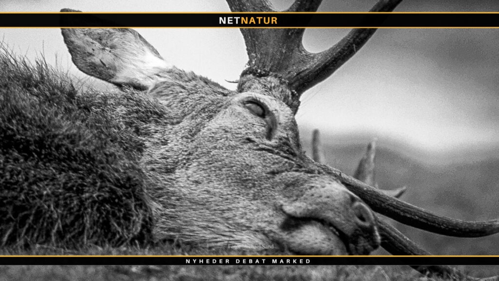 Kronvildtjagt matcher kvoten