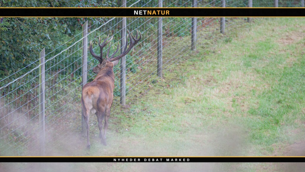 Hollandsk eksperiment uden jagt fik katastrofale følger