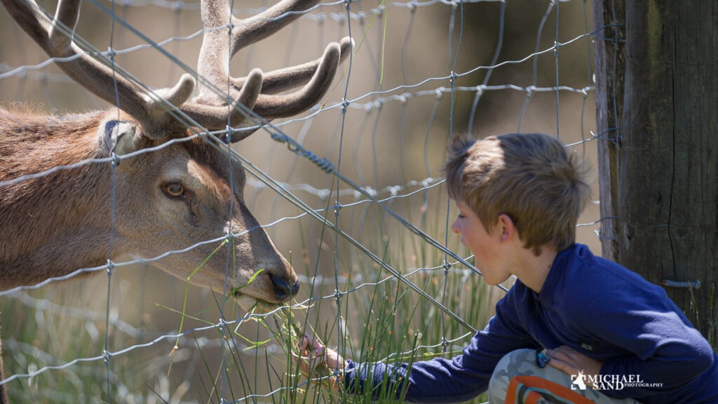Skal Danmarks kronvildtbestand bag hegn ? Skal Danmarks kronvildtbestand bag hegn ?