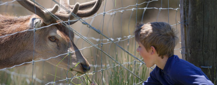 Skal Danmarks kronvildtbestand bag hegn ?