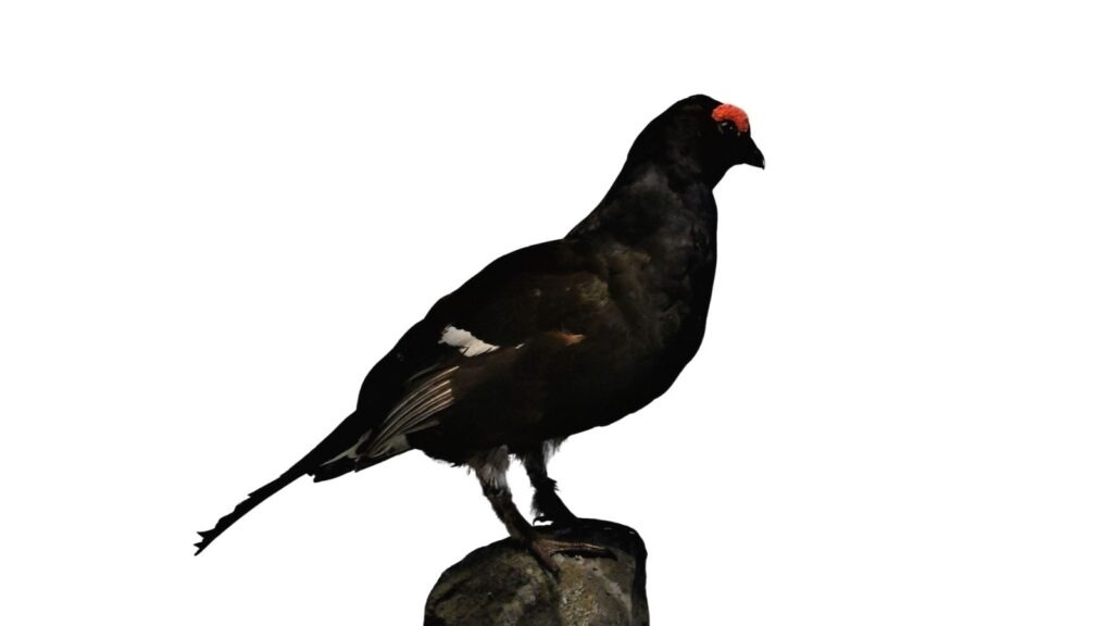 Sjælland matcher ikke urfugle