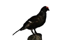 Sjælland matcher ikke urfugle