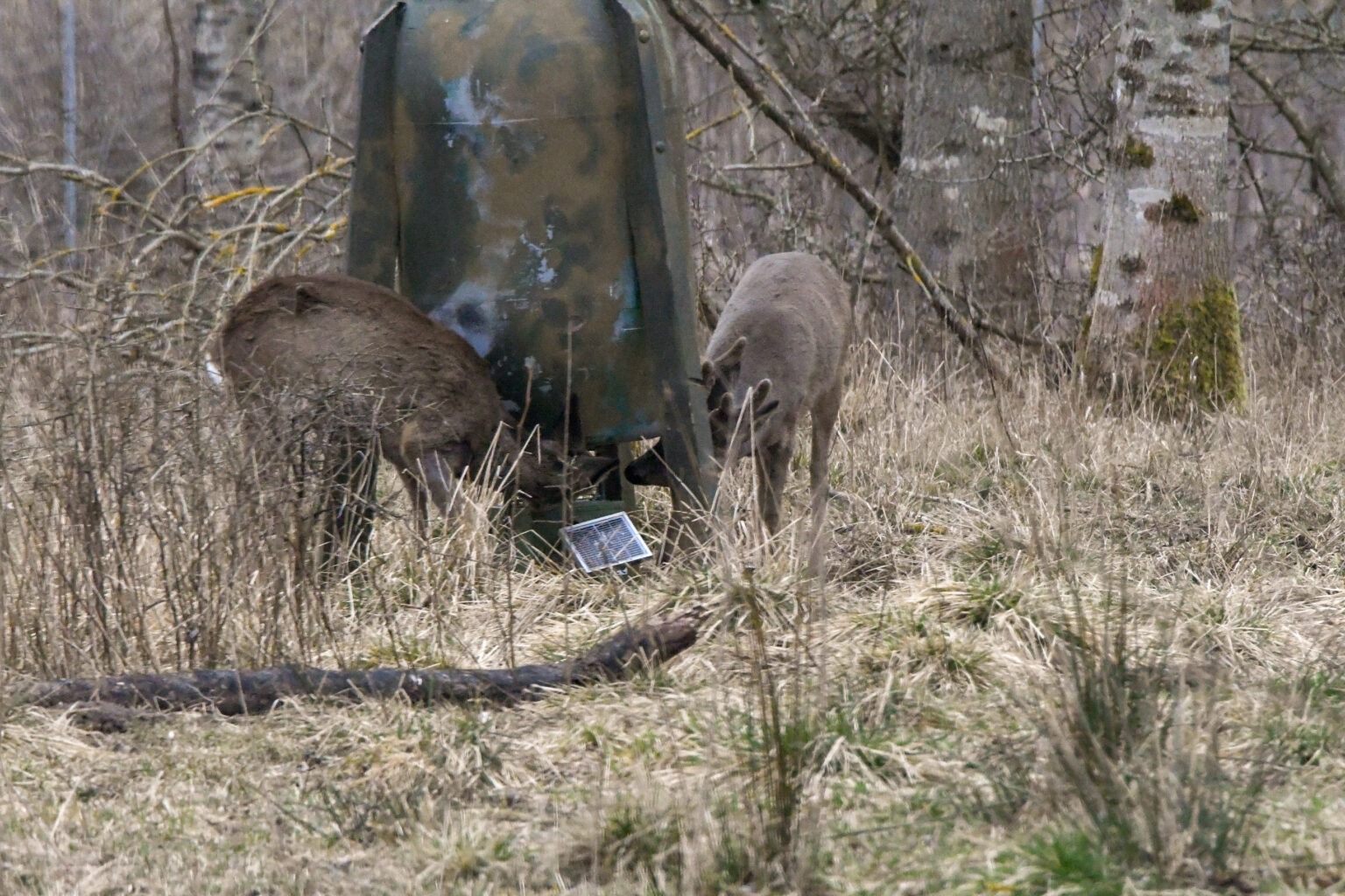 Sæt hegn om foderpladser
