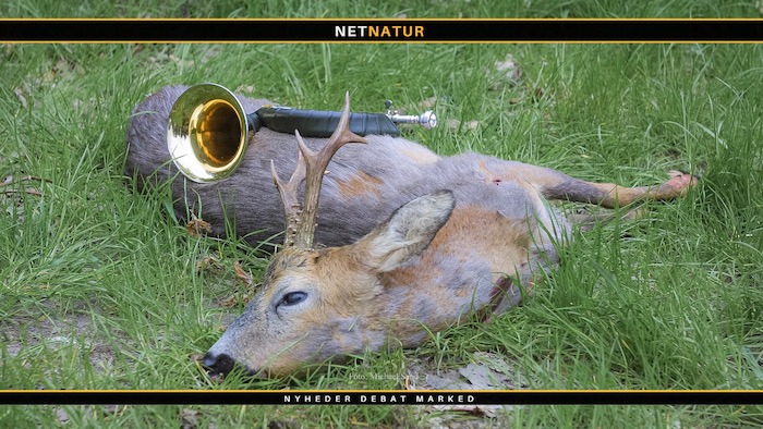 Når sommerbukken er i hus