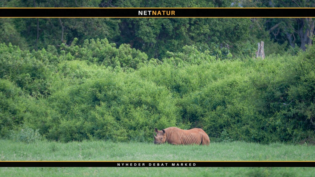 WWF sætter fokus på de gode historier