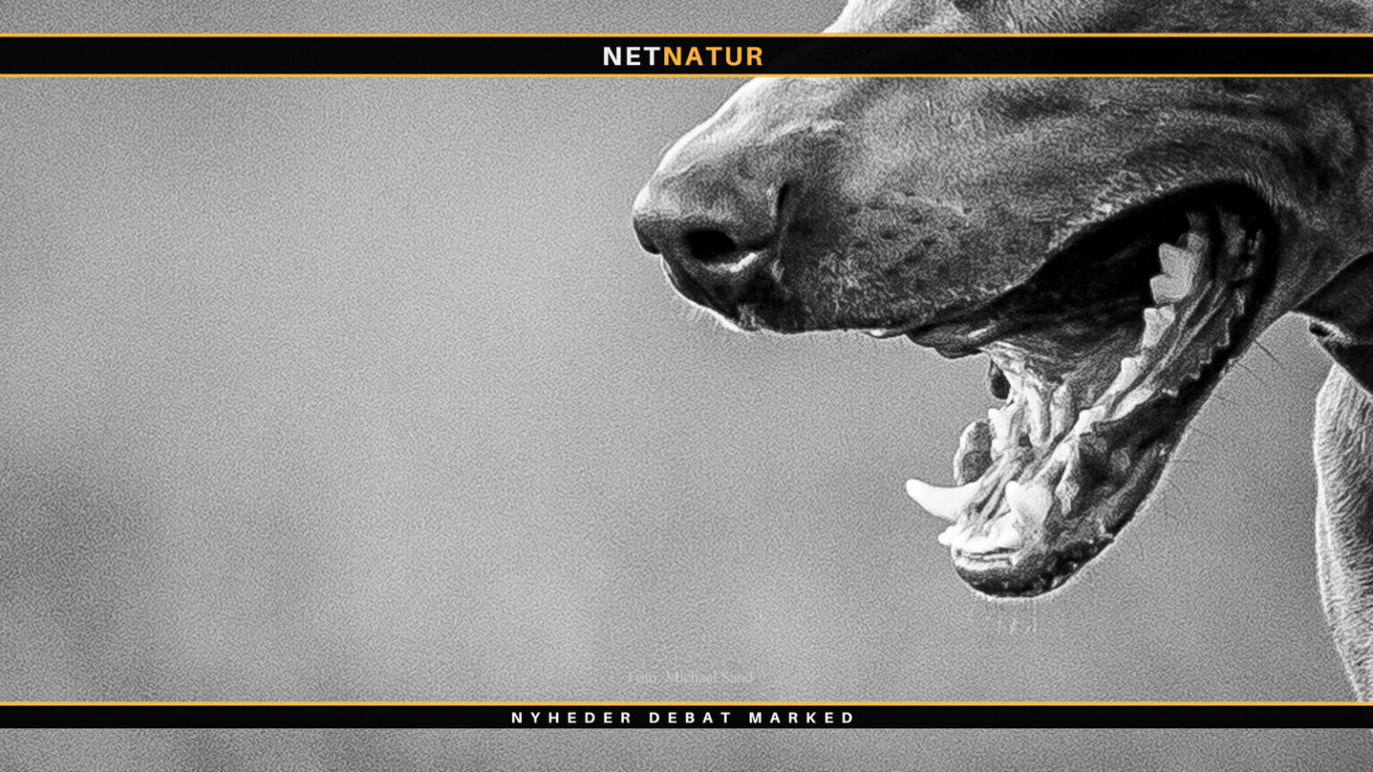 Kan man undgå aflivning af aggressive hunde?