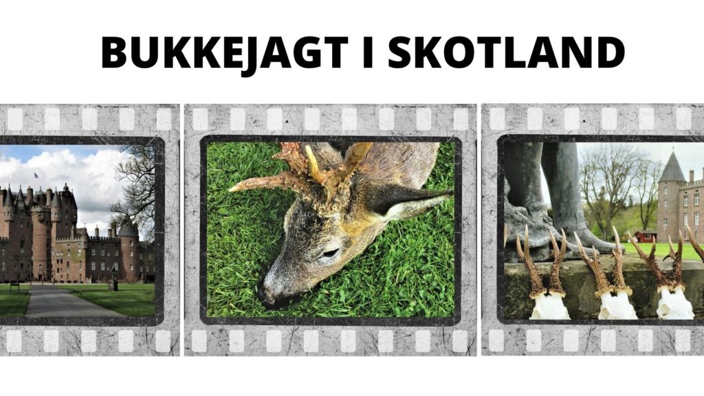 Bukkejagt i Skotland