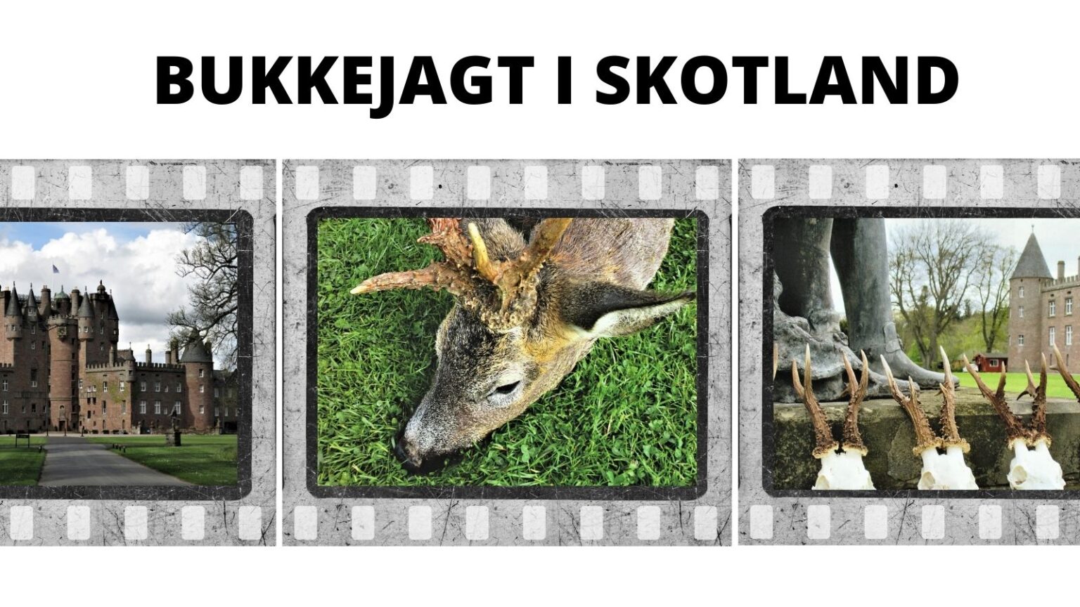 Min første ”royale” bukkejagt Bukkejagt i Skotland