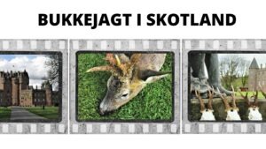 Bukkejagt i Skotland