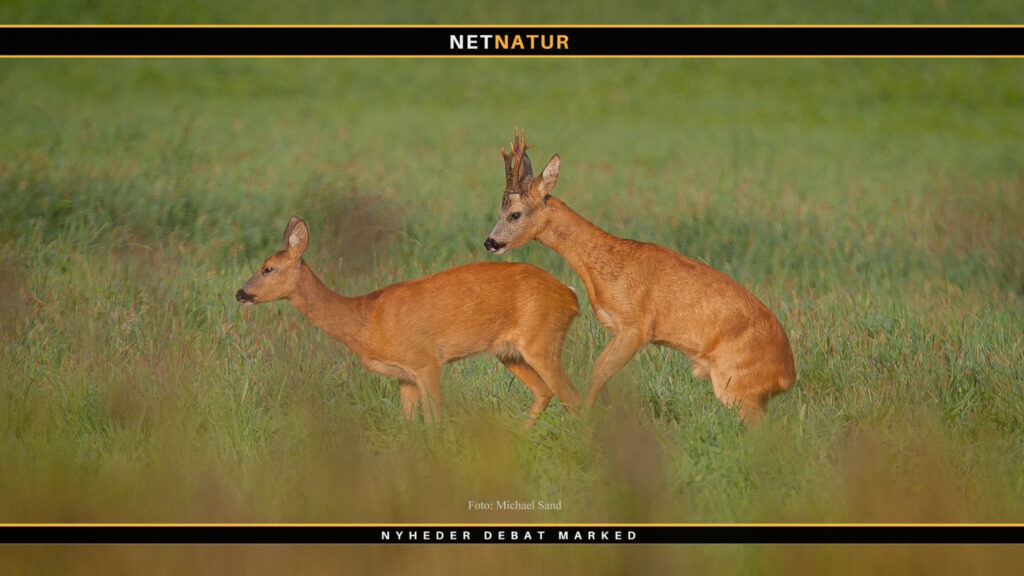 Beslå - betegnelse anvendt om råvildtets parring