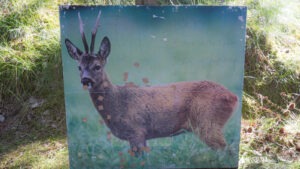 Bukkeleksikon: Bladskud