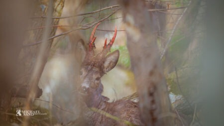 Bukkeleksikon: Fejning Feje - råbuk