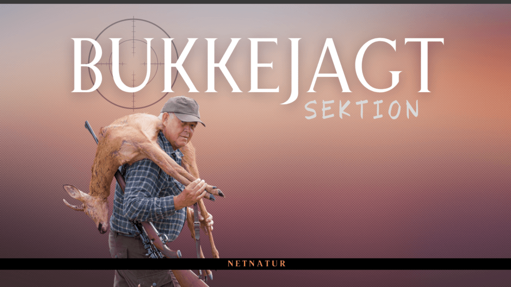 Bukkejagt sektion