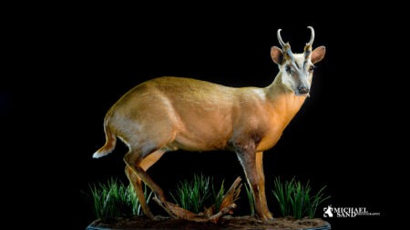 Muntjac – som trofæ Muntjac som trofæ