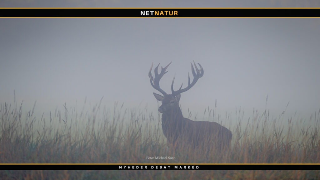 Kronvildt: Vildtforvaltningsrådet ønsker brunstjagt + fem måneders jagt