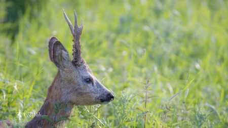 Bukkeleksikon: Gaffelbuk Gaffelbuk