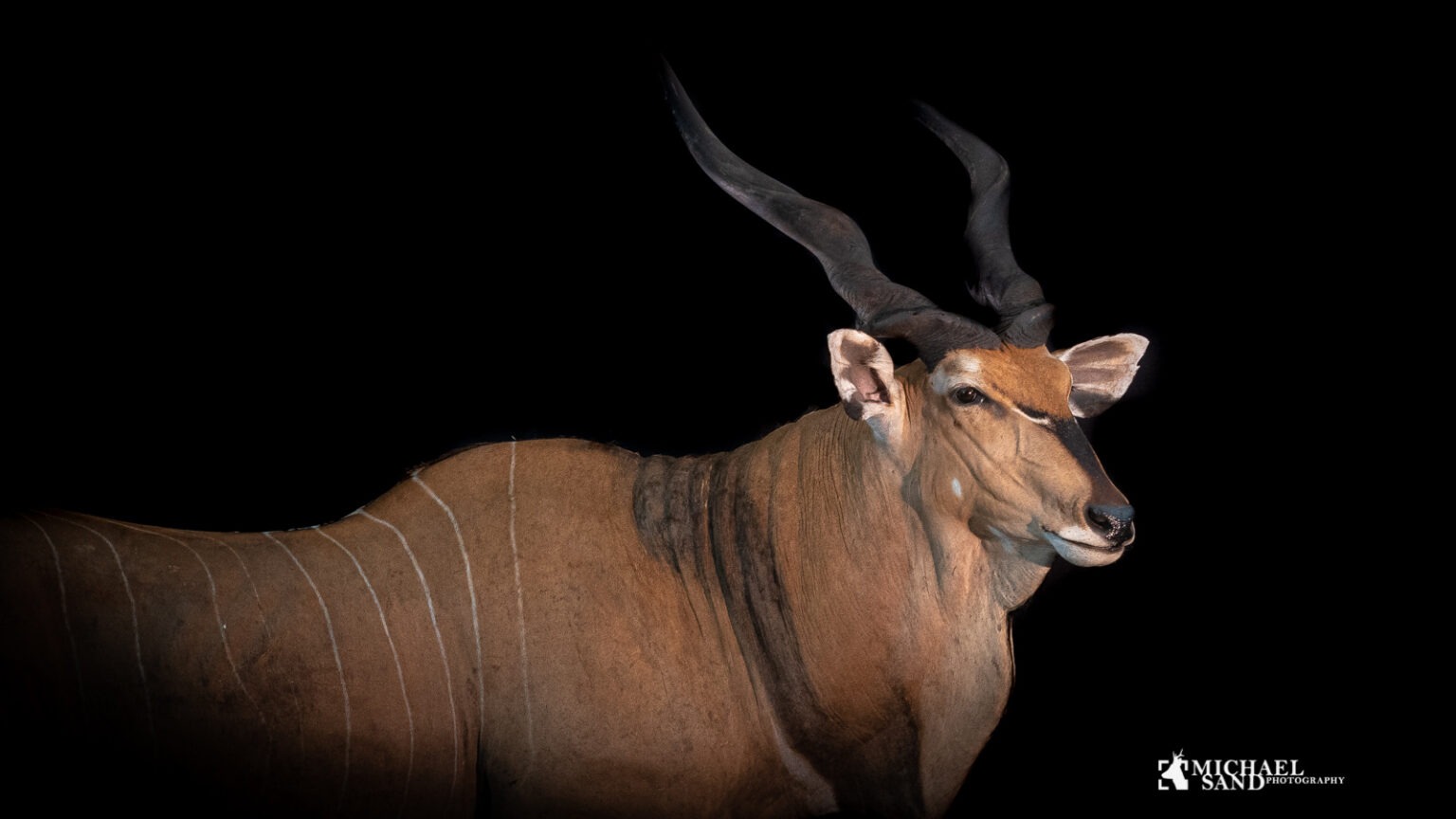 Gigant eland som trofæ