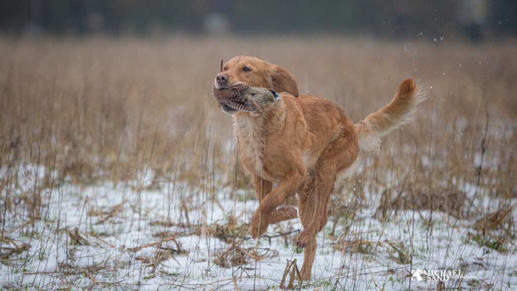 Apportering af kaniner og fuglevildt