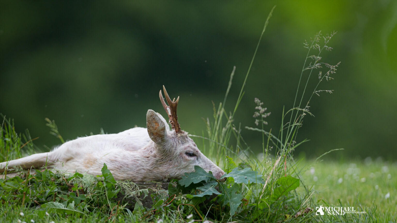 Bukkeleksikon: Albino Albino råvildt